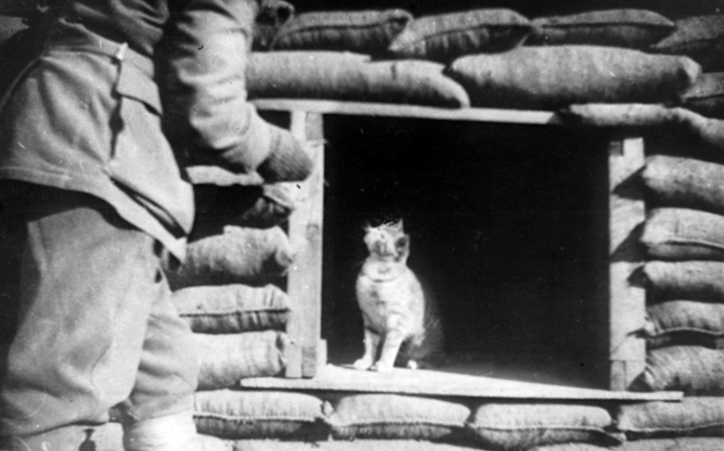 Illustration for article titled These Are the Brave and Fluffy Cats Who Served in World War I